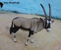 afrika-oryx