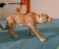 asie-leopard