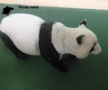 asie-panda-1