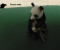 asie-panda-2