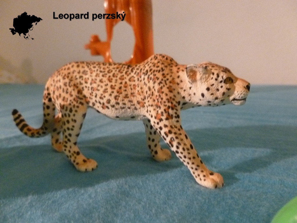 asie leopard