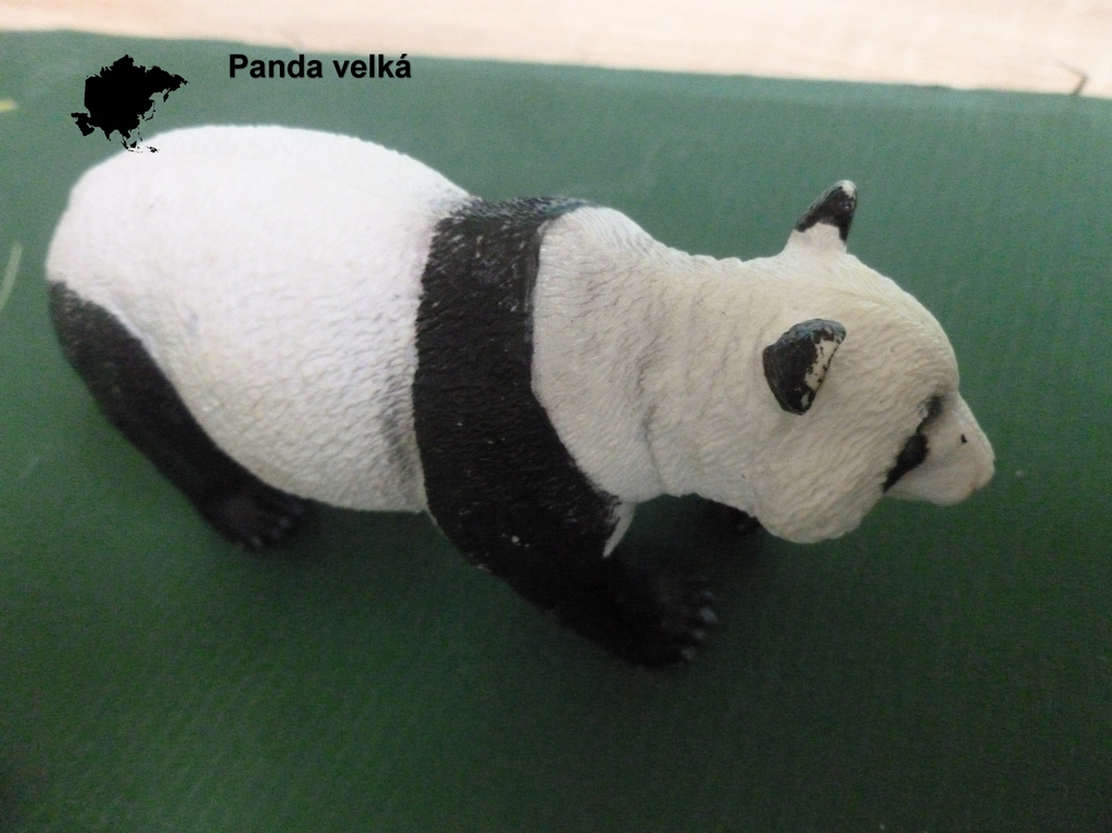 asie panda 1