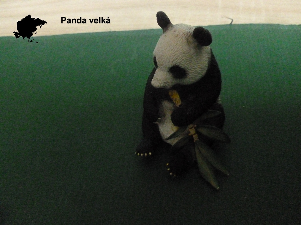 asie panda 2