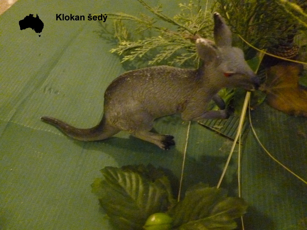 australie klokan sedy